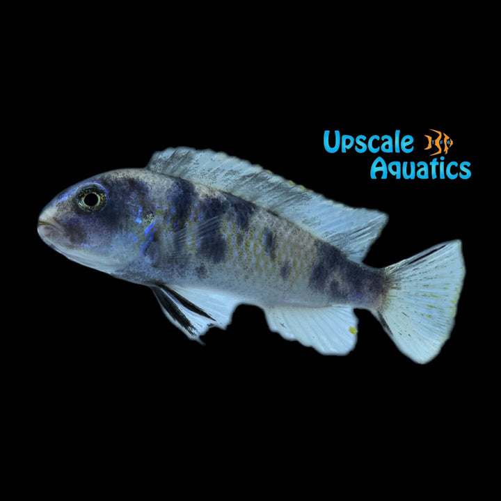 OB Blueberry Socolofi Cichlid (Pseudotropheus socolofi ob bubblegum)