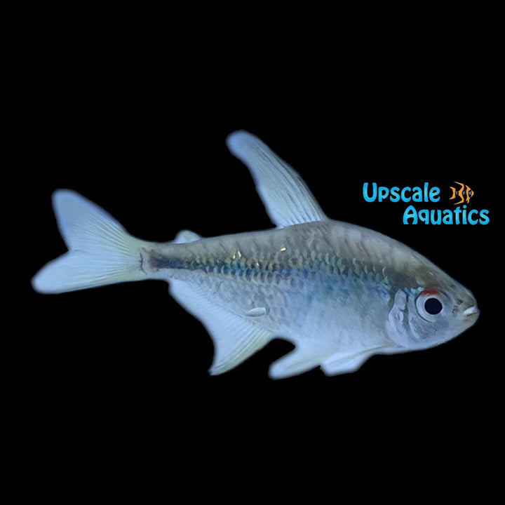 Diamond Tetra (Moenkhausia pittieri)