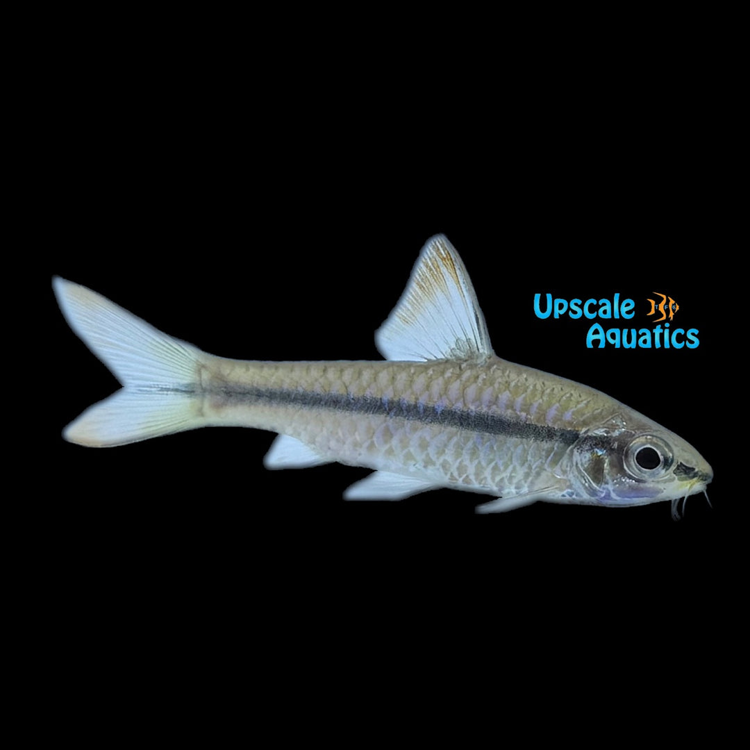 African Redfin Barb (Enteronimus ablabes)