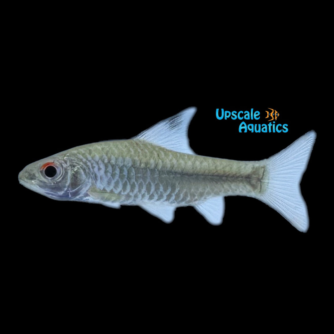 African Sylvaticus Barb (Enteromius sylvaticus)