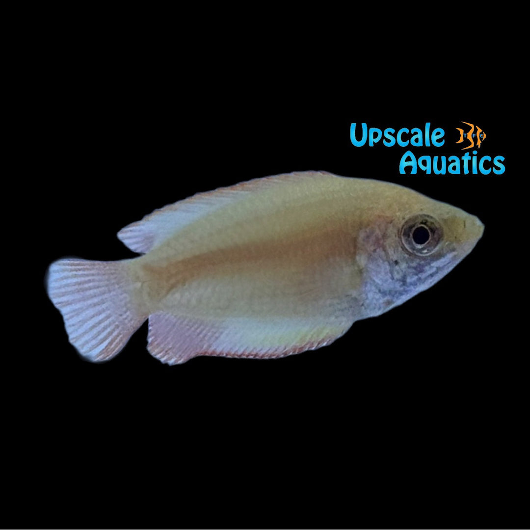 Golden Fire Honey Gourami (Trichogaster chuna)