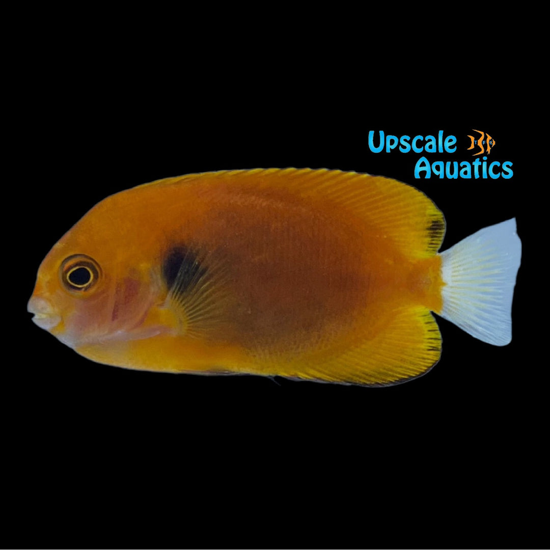 Fisher's Pygmy Angelfish (Centropyge fisheri)