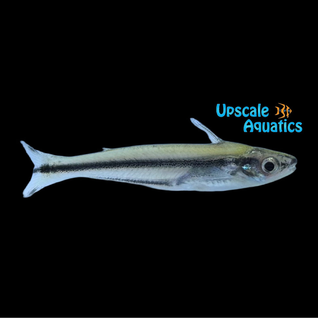Swallowtail Glass Catfish (Pareutropius buffei)