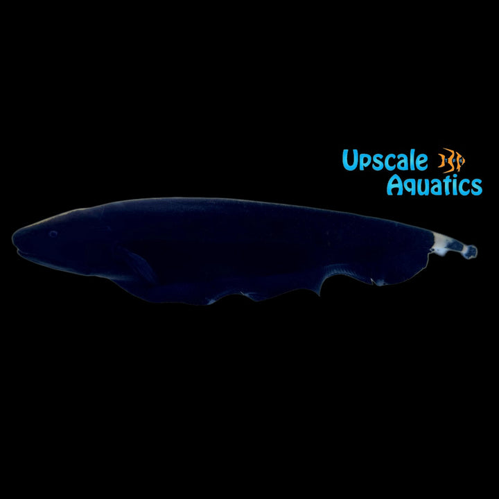Black Ghost Knifefish (Apteronotus albifrons)