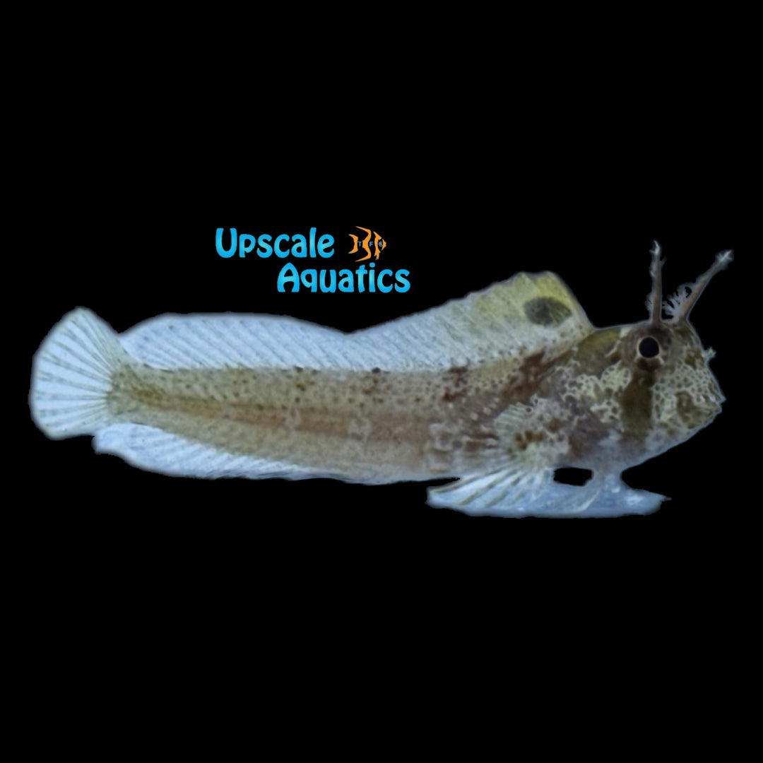 Horned Blenny (Hypsoblennius exstochilus)