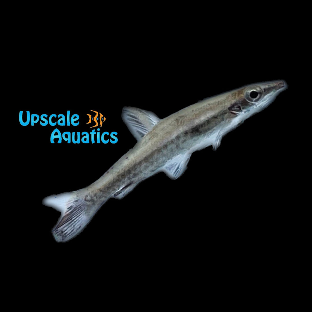 Diptail Pencilfish (Nannostomus eques)