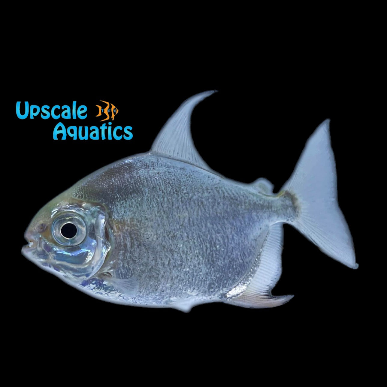 Sailfin Red Hook Silver Dollar (Myleus setiger) – Upscale Aquatics