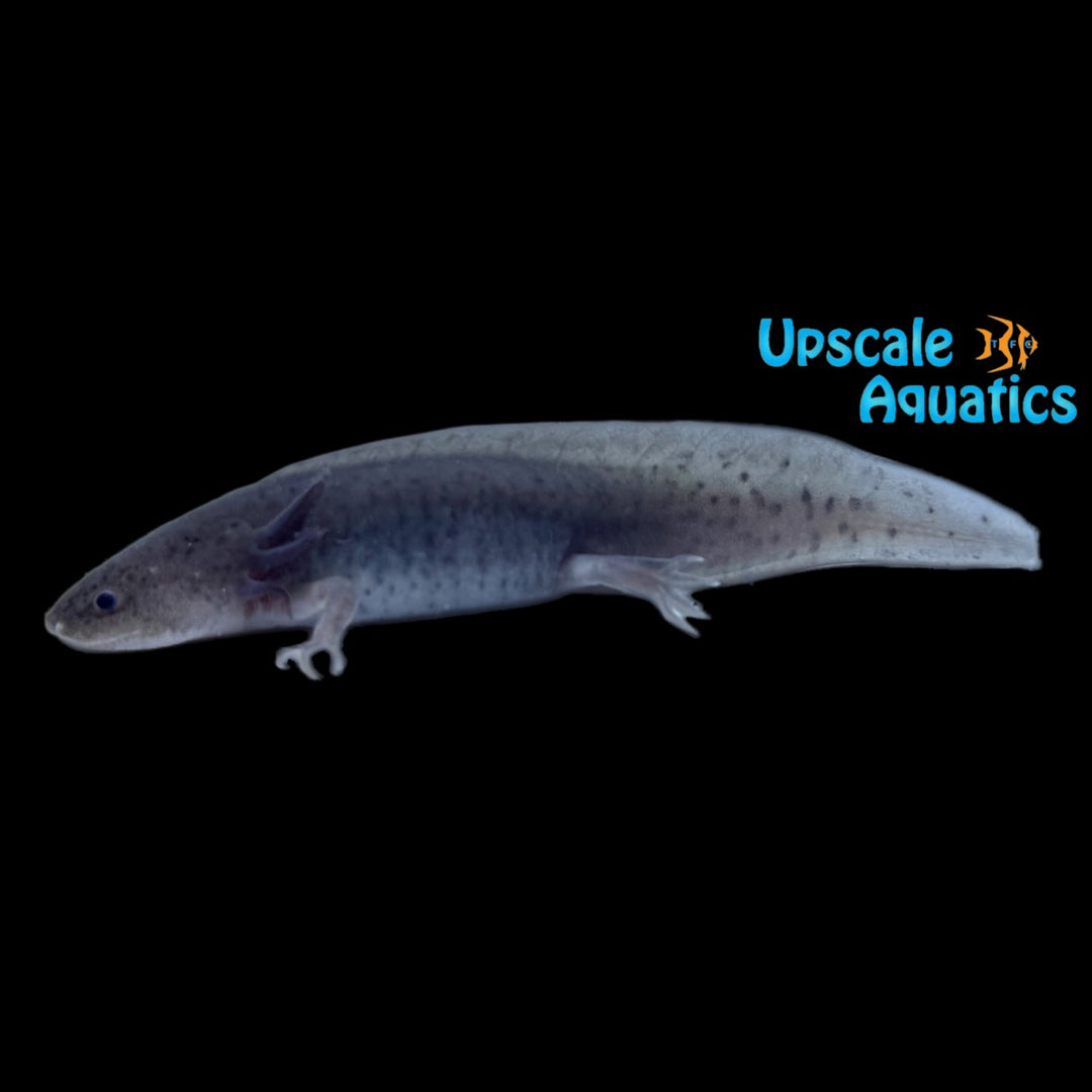 Axanthic Melanoid Axolotl (Ambystoma mexicanum)