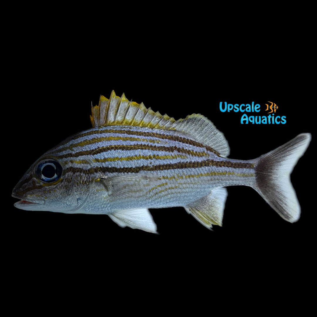 Caesar Grunt (Haemulon carbonarium)
