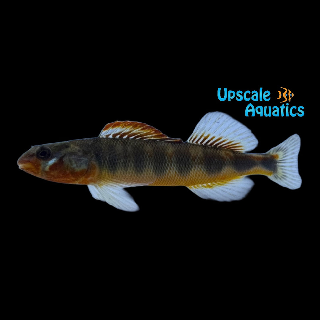 Gilt Darter (Percina evides)