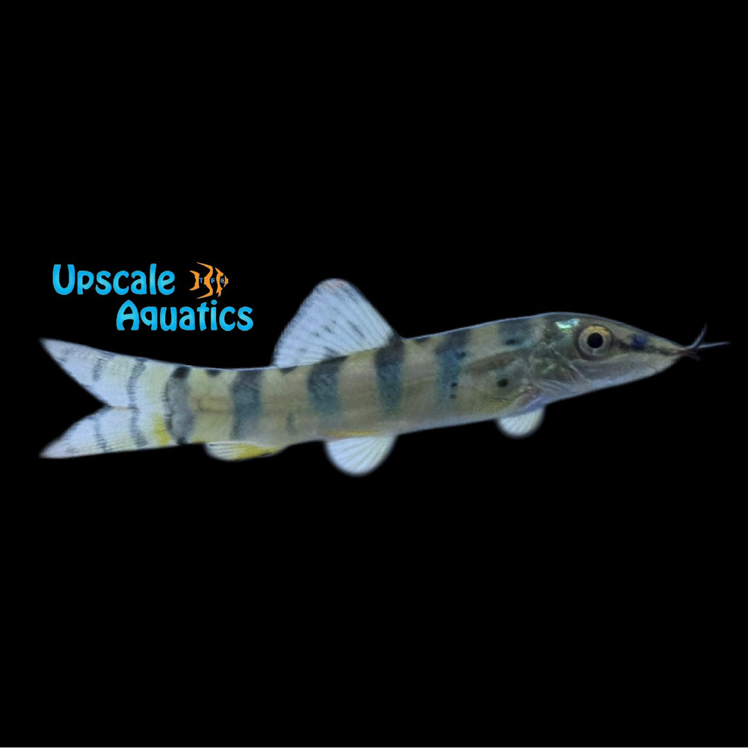 Redfin Tiger Loach (Syncrossus berdmorei)