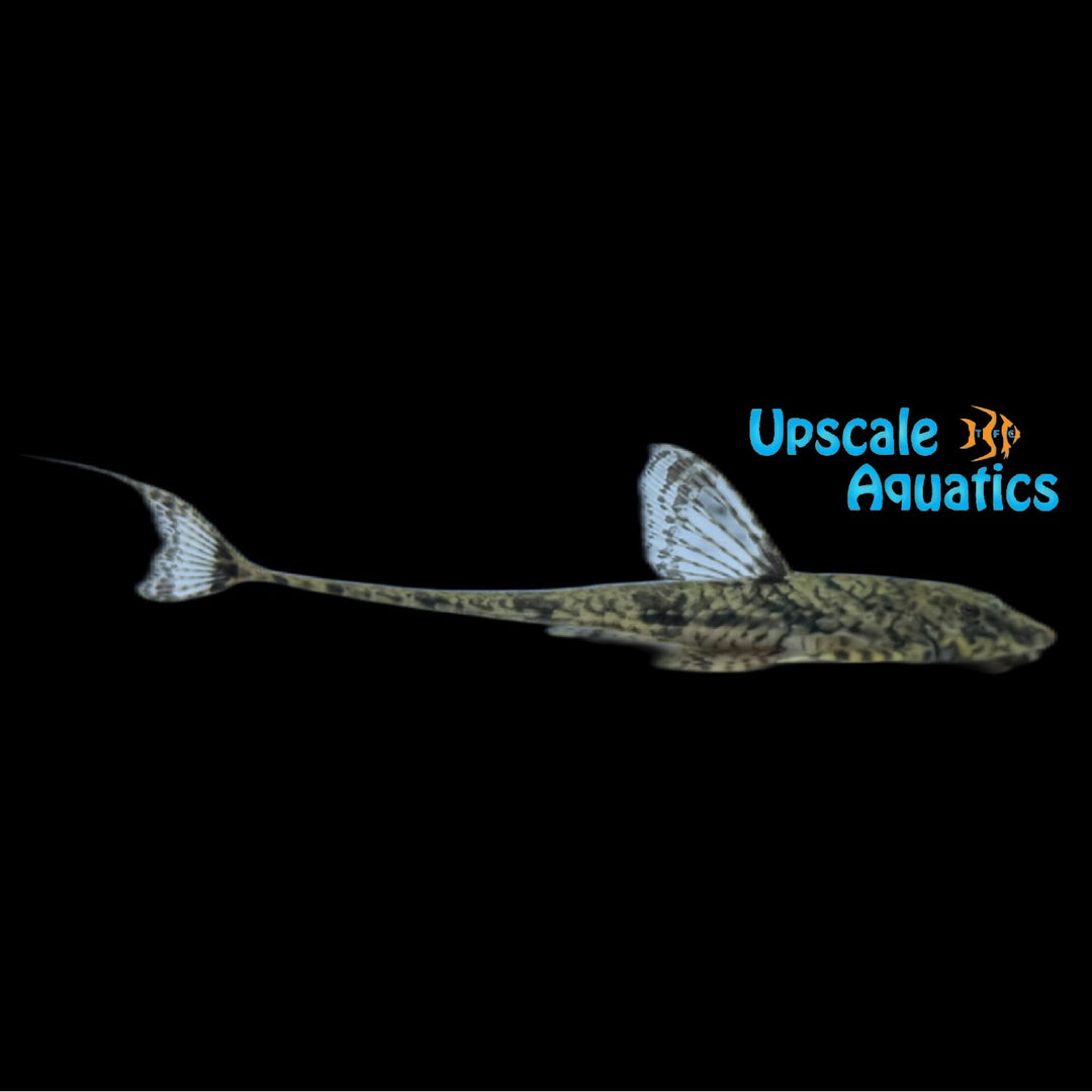 Whiptail Loricaria Catfish (Rineloricaria fallax)