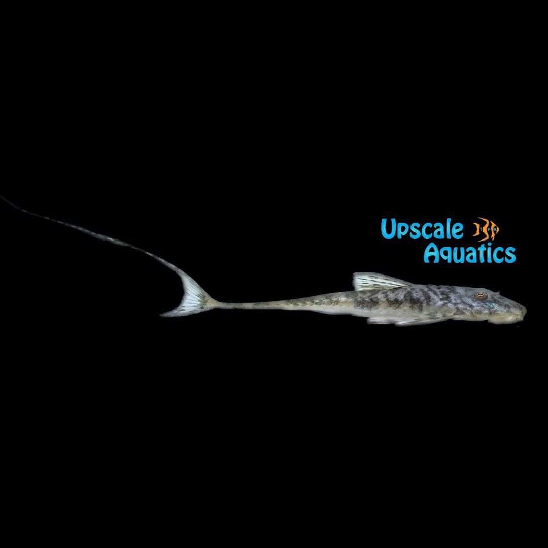 Xingu Lipbrooder Catfish (Loricaria birindellii)