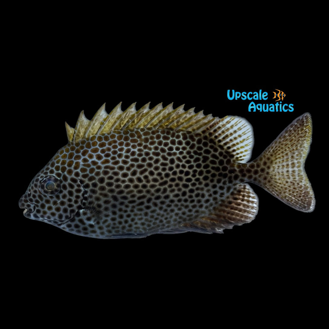 Brown Spotted Rabbitfish (Siganus laqueus)
