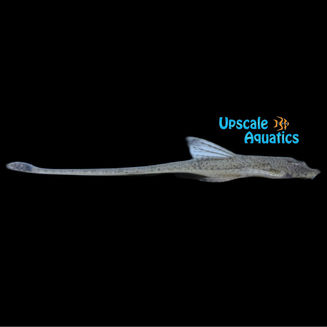 Atabapo Whiptail Catfish (Rineloricaria formosae)