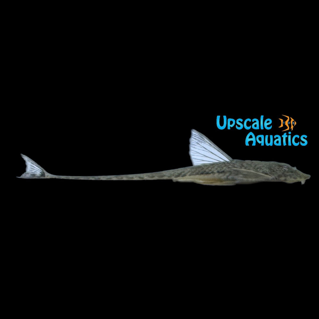 Stewart's Whiptail Catfish (Rineloricaria stewarti)