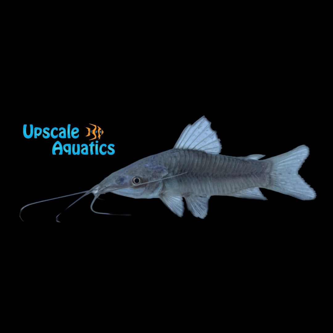 Armored Catfish (Callichthys callichthys)