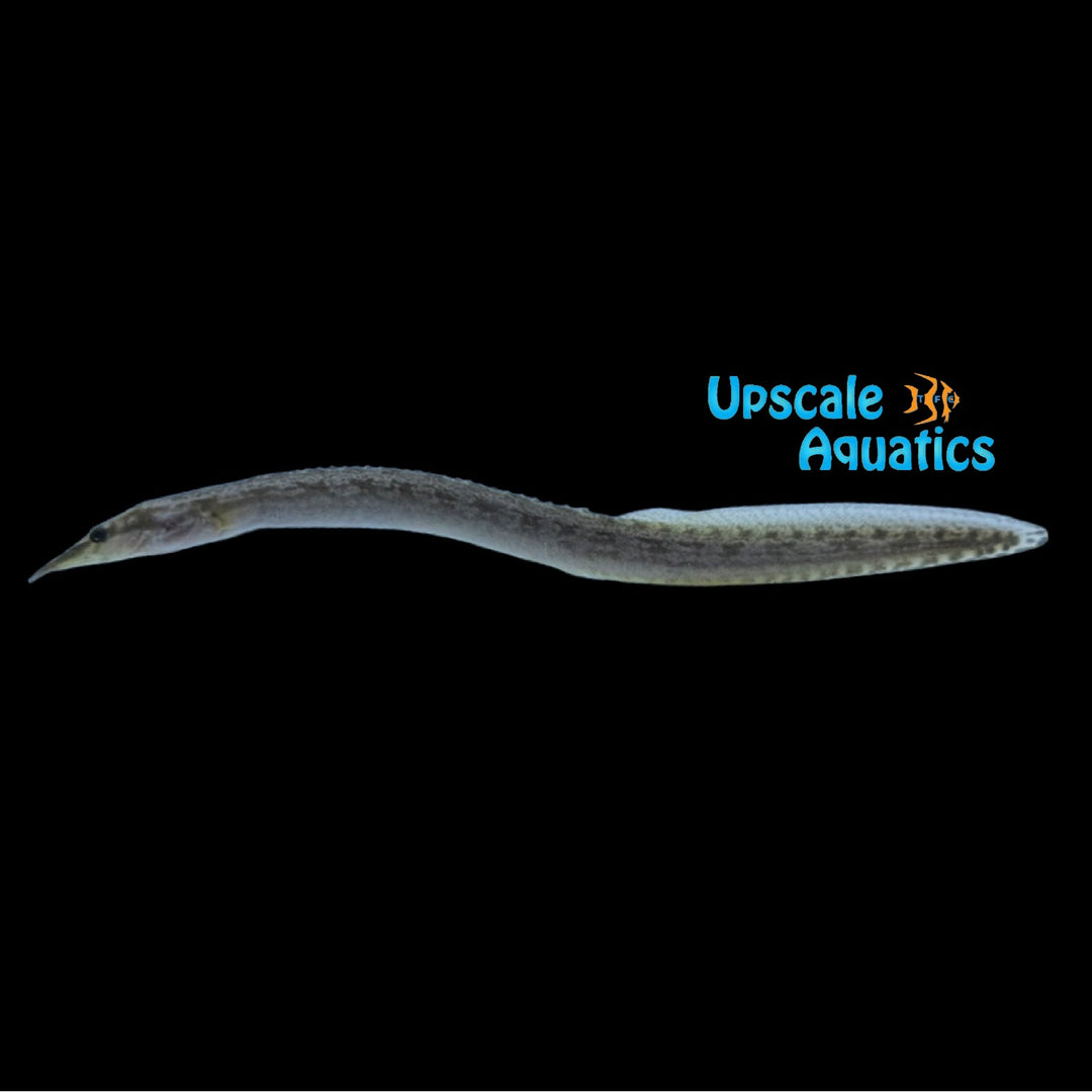 Congo Spiny Eel (Mastacembelus congicus)