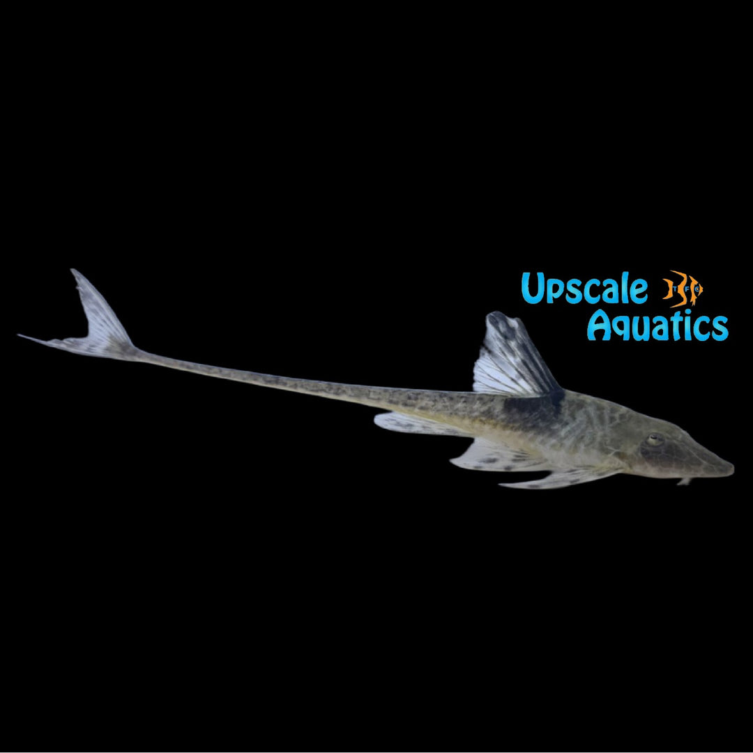 Saddled Whiptail Catfish (Sturisomatichthys tamanae)