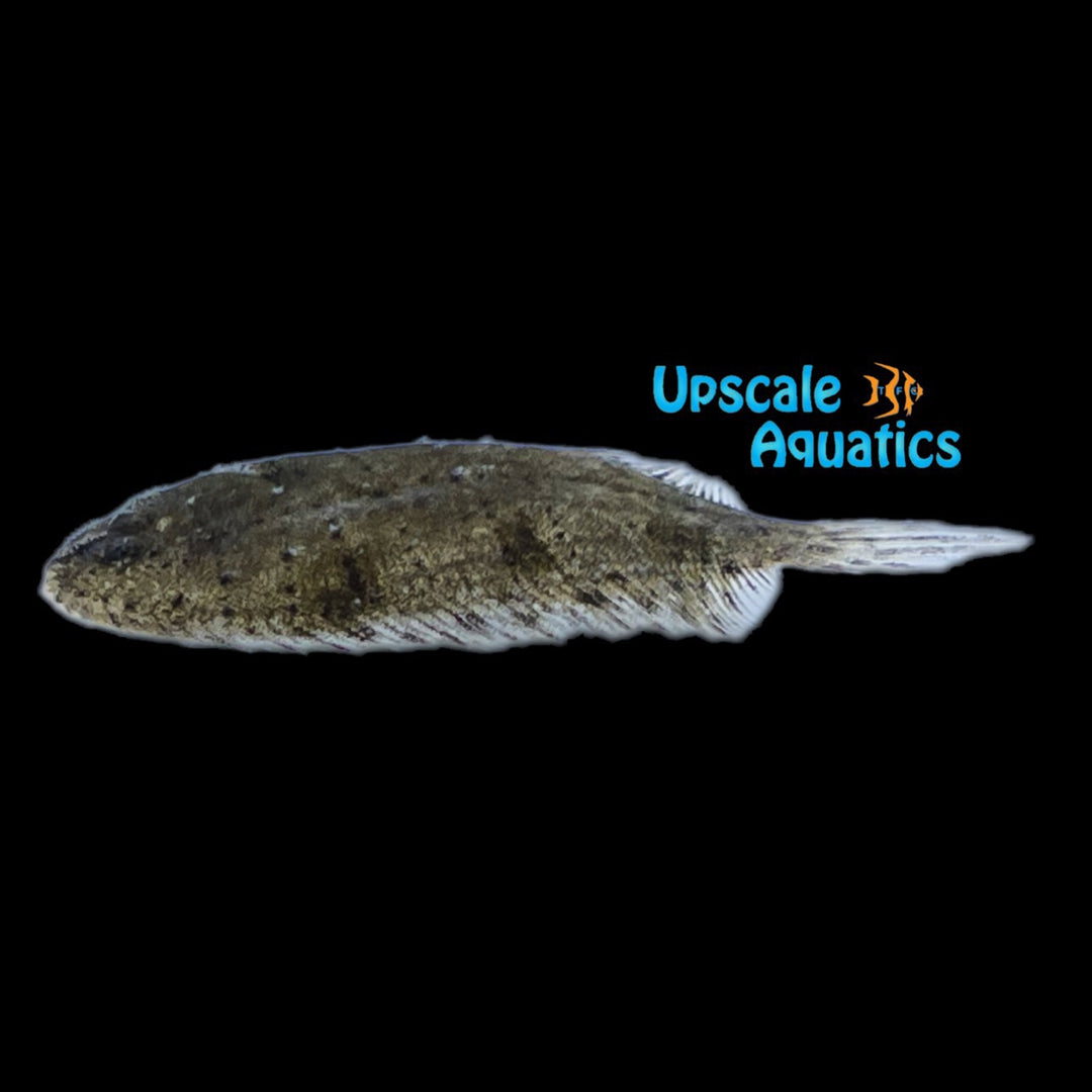 Freshwater Flounder 'Hogchoker' (Trinectes maculatus)