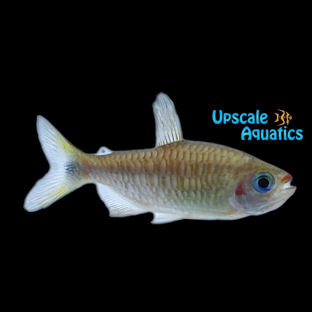 Lipstick Tetra (Moenkhausia cosmops)