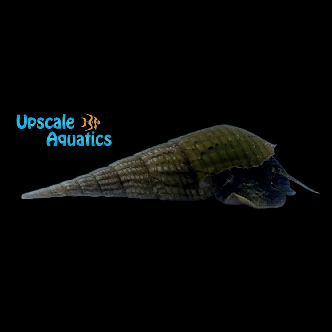Green Trumpet Snail (Melanoides maculata)
