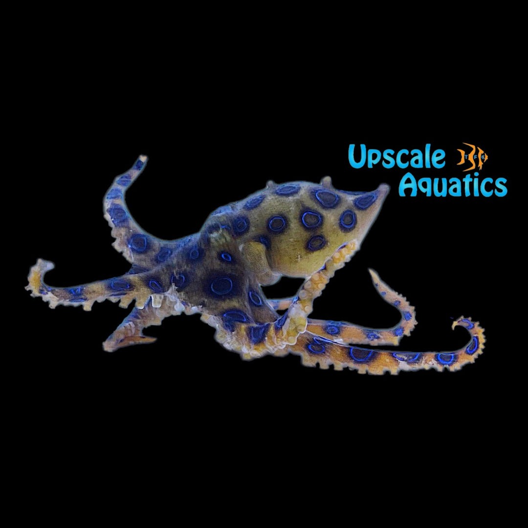 Blue Ring Octopus (Hapalochlaena lunulata)