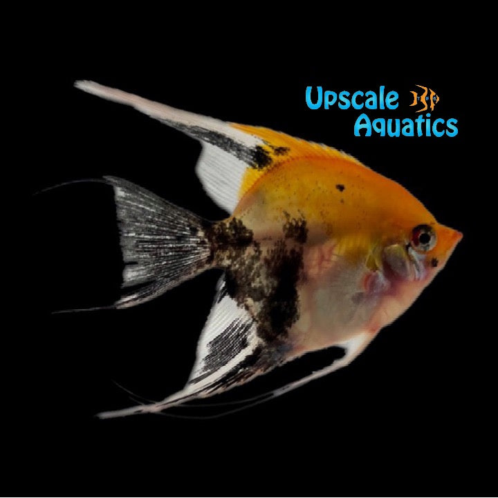 Koi Angelfish (Pterophyllum scalare)