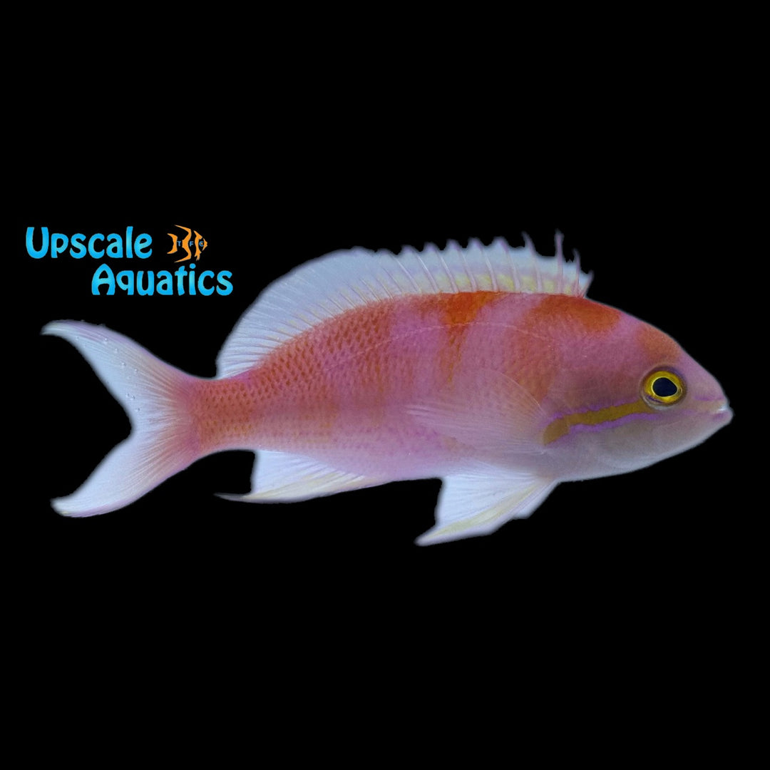 Lunate Goldie Anthias (Pseudanthias lunulatus)