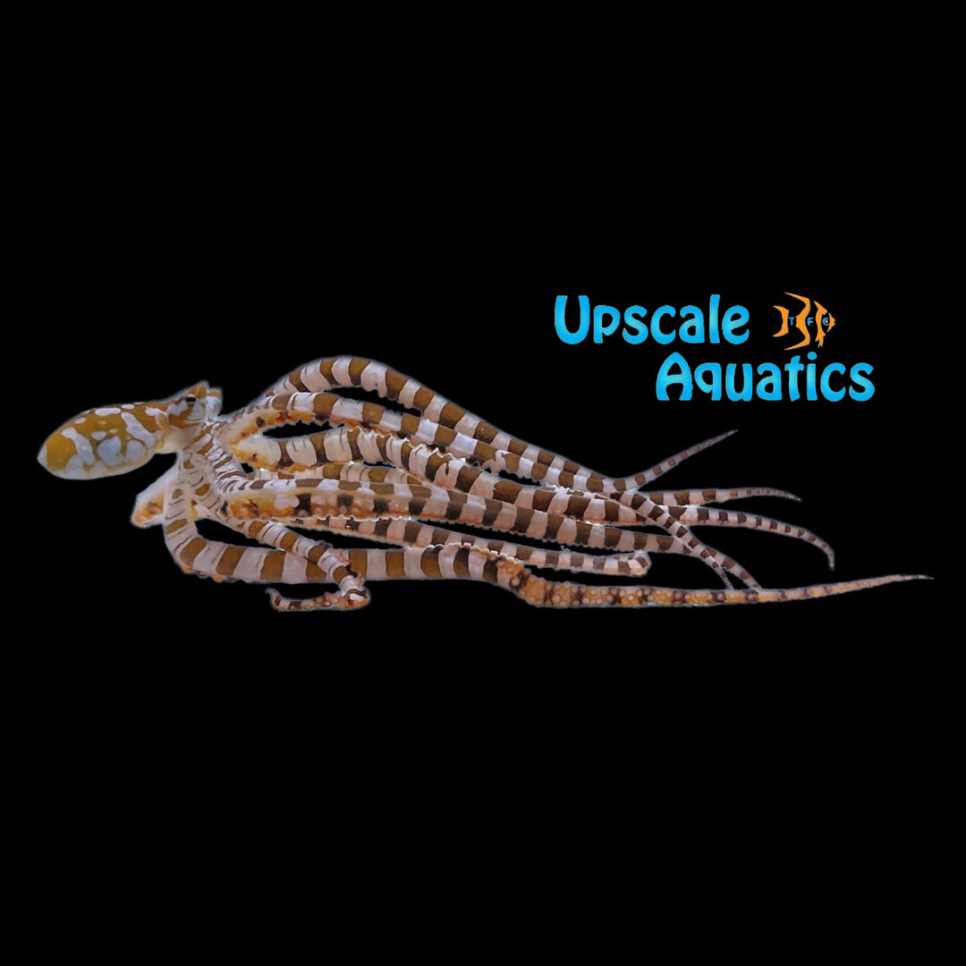 Wunderpus Octopus (Wunderpus photogenicus)