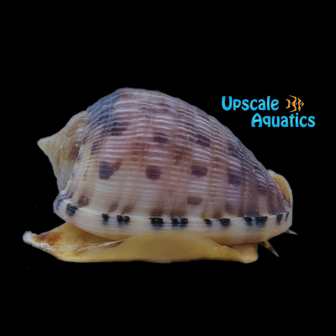 Reticulated Cowry Helmet Snail (Cypraecassis testiculus)