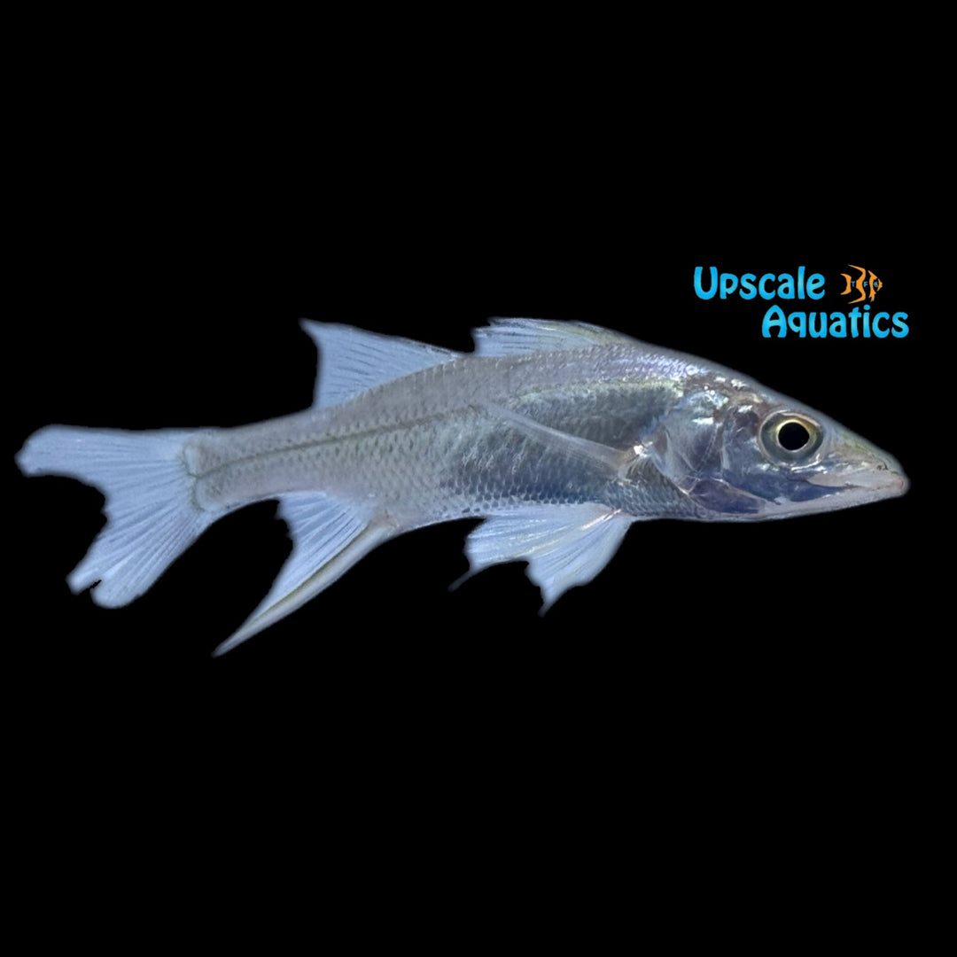Swordspine Snook (Centropomus ensiferus)