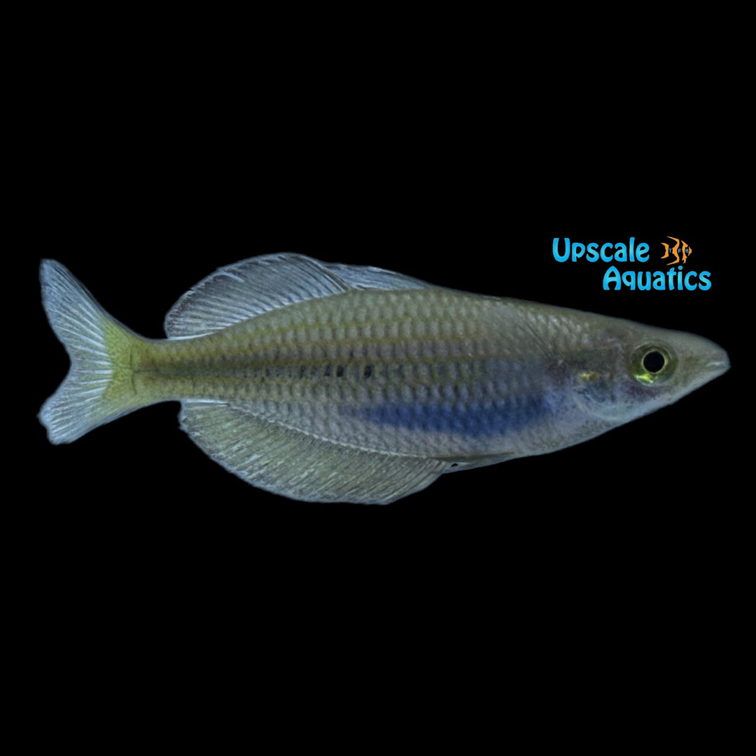 Kali Semut Red Rainbowfish (Malenotaenia sp. Kali Semut)