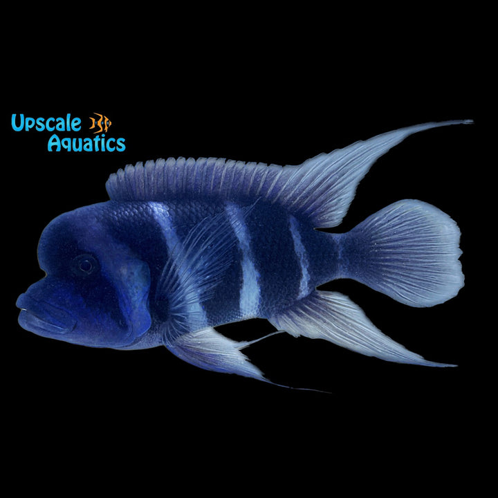Blue Moba Frontosa (Cyphotilapia gibberosa 'Moba')