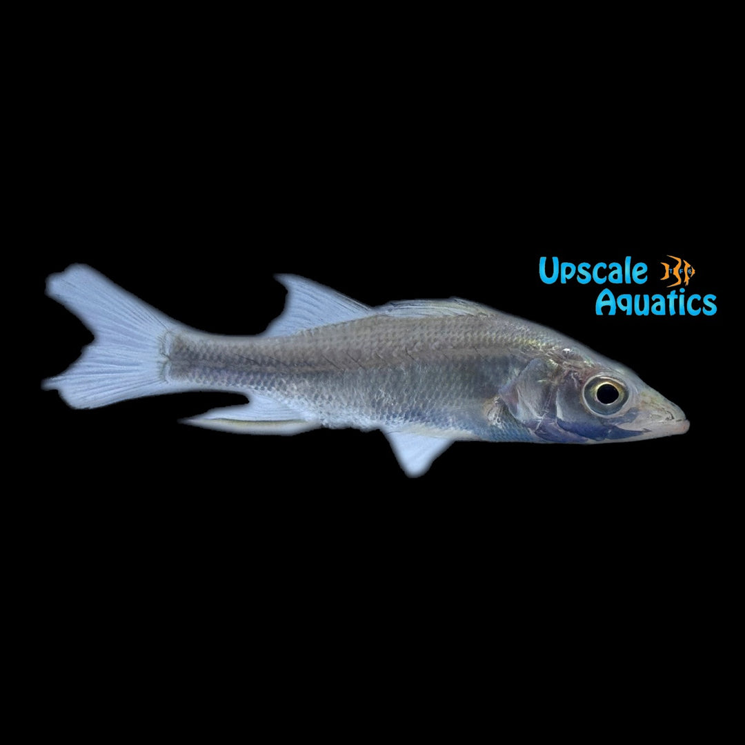 Tarpon Snook (Centropomus pectinatus)