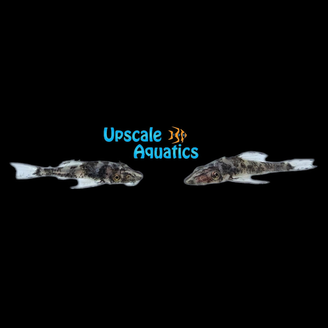 Vampire Otocinclus (Nannoptopoma sternoptychum)