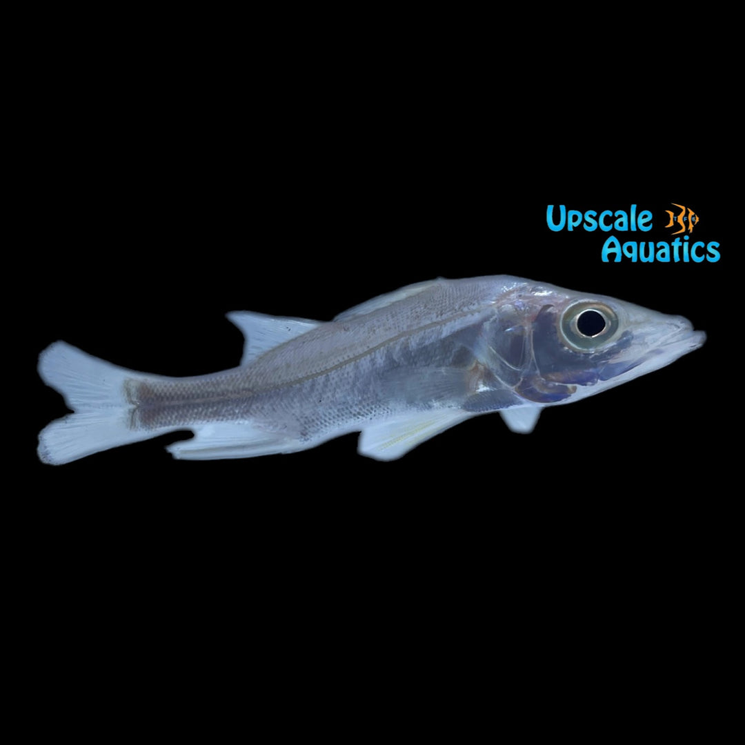 Snook (Centropomus undecimalis)