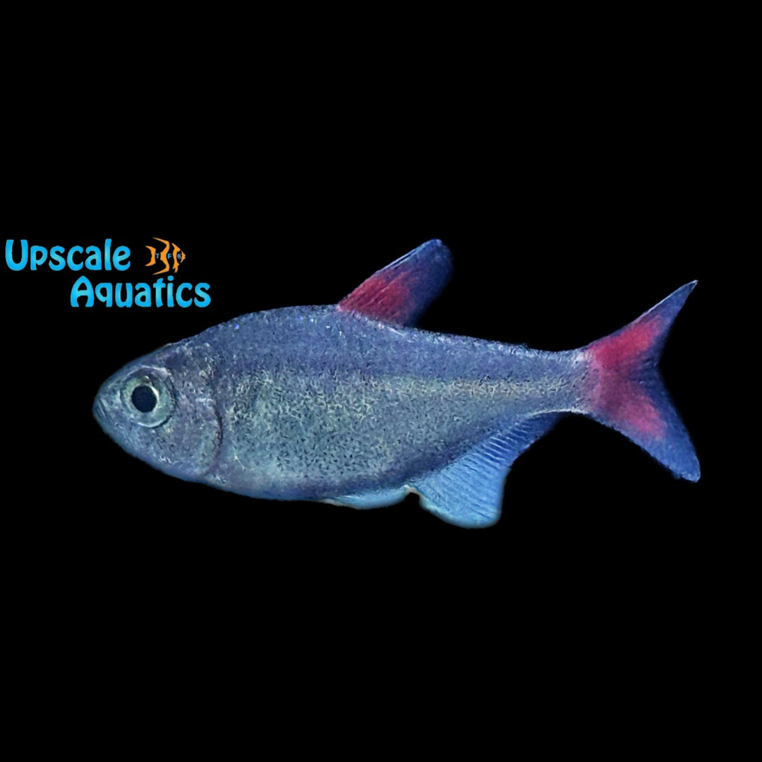Black Cherry Tetra (Hyphessobrycon eilyos)