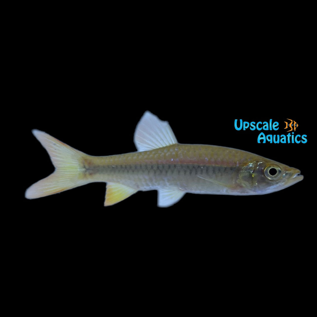 Indian Flying Barb (Esomus danricus)