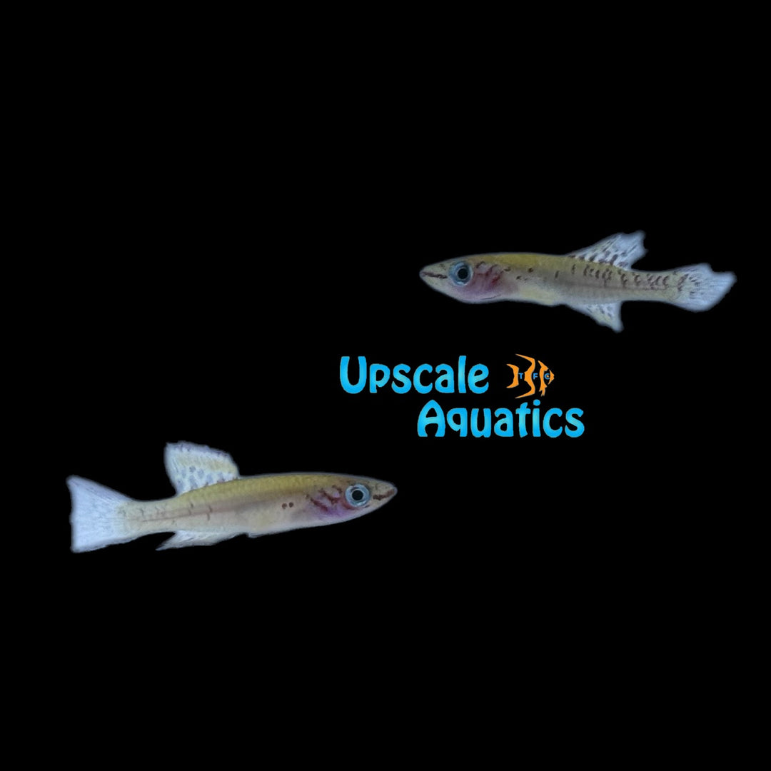 Arnold's Killifish (Fundulopanchax arnoldi)