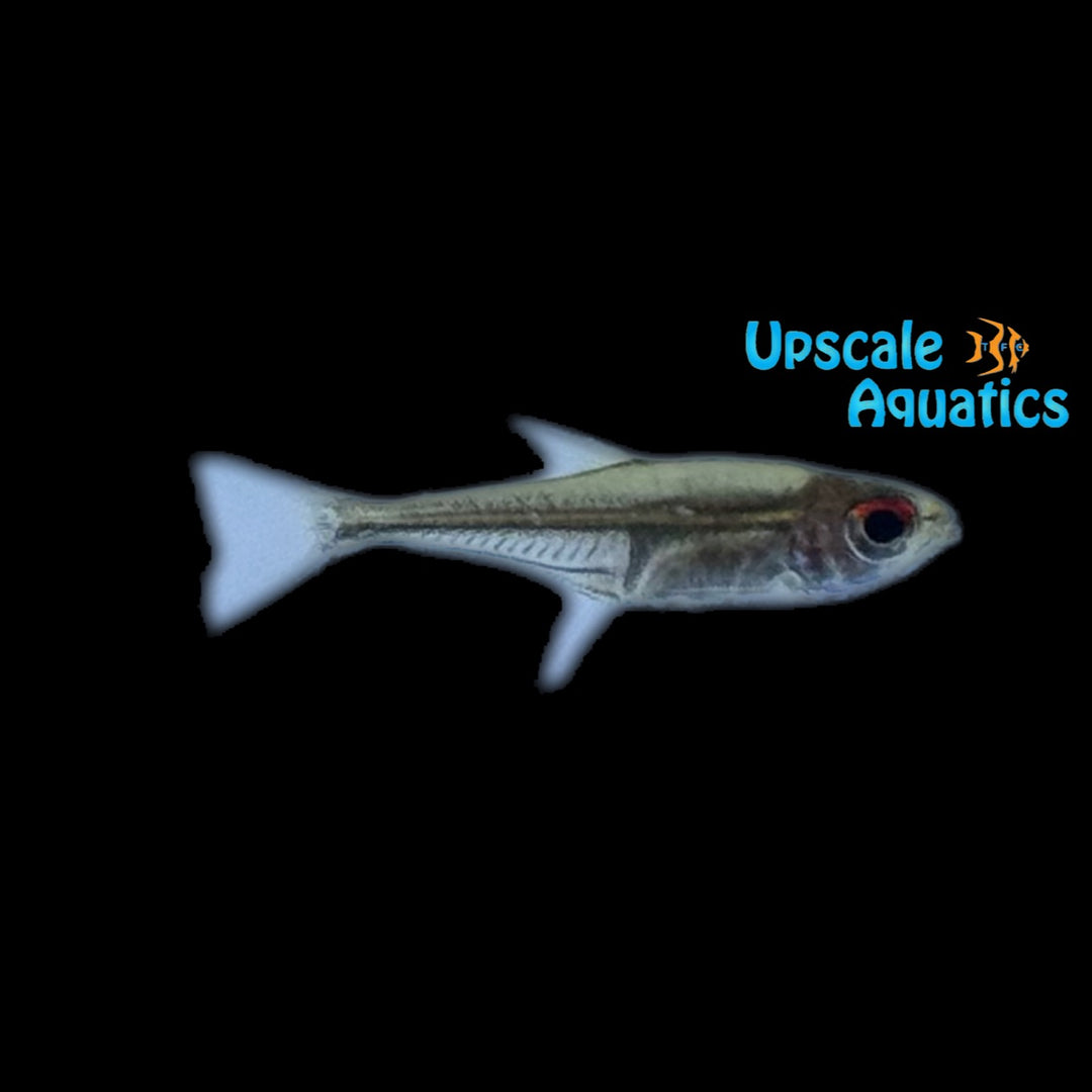 Red-Eyed Dwarf Tetra (Hoplocharax goethei)