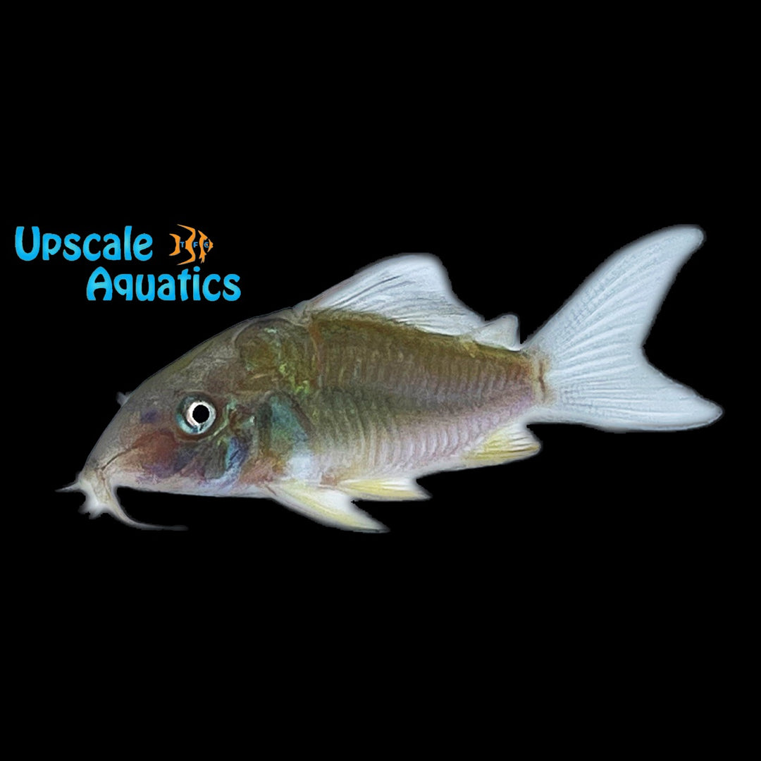 Emerald Green Cory (Brochis splendens)