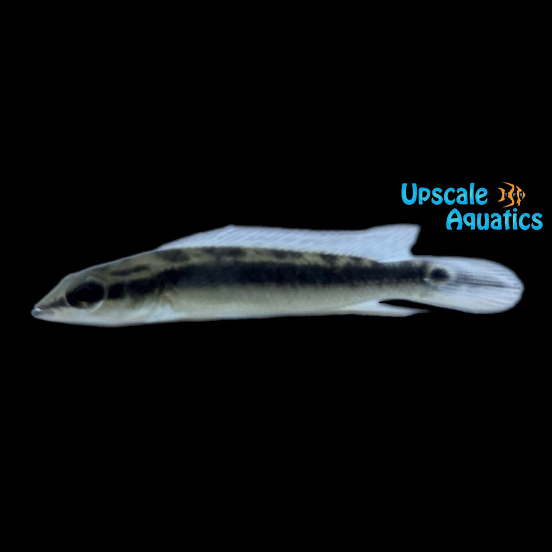 Gaucho Pike (Crenicichla gaucho)