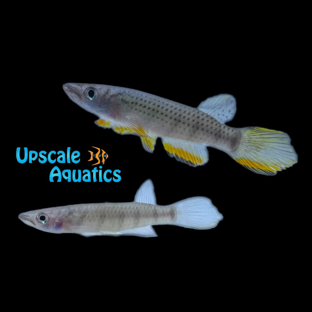 Barred Panchax Killifish (Epiplatys infrafasciatus 'Bidoi')