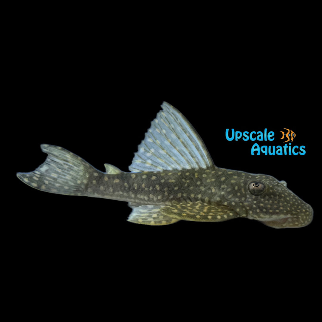 Rose Spotted Pleco (Hypostomus roseopunctatus)