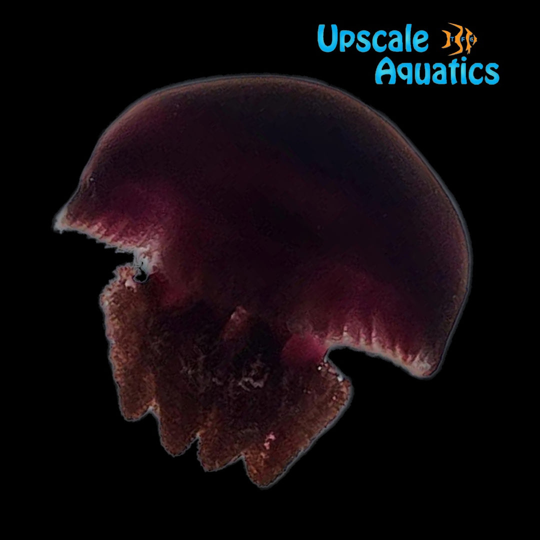 Maroon Blubber Jellyfish (Catostylus sp.)