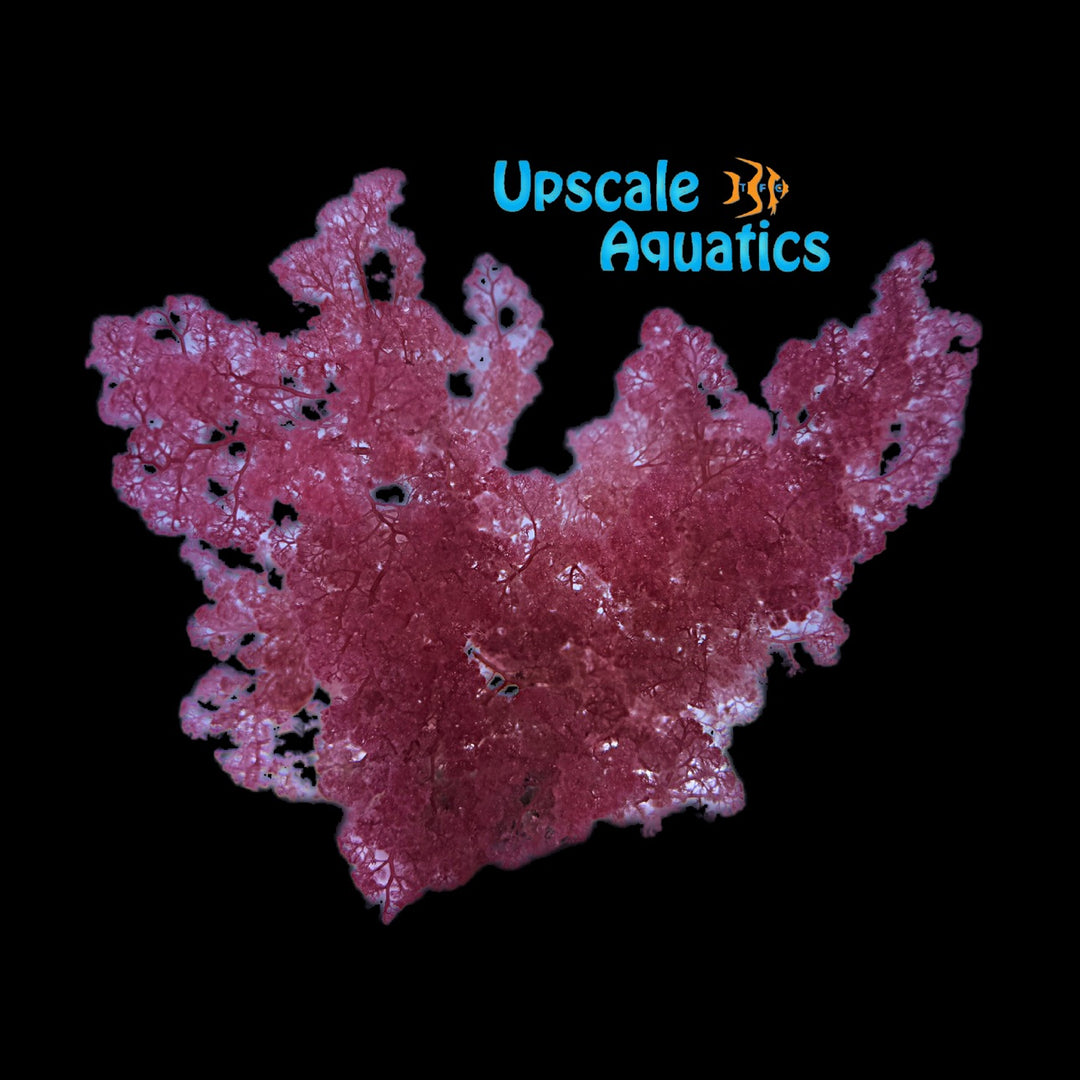 Red Flamingo Feather Macroalgae (Heterosiphonia gibbesii)