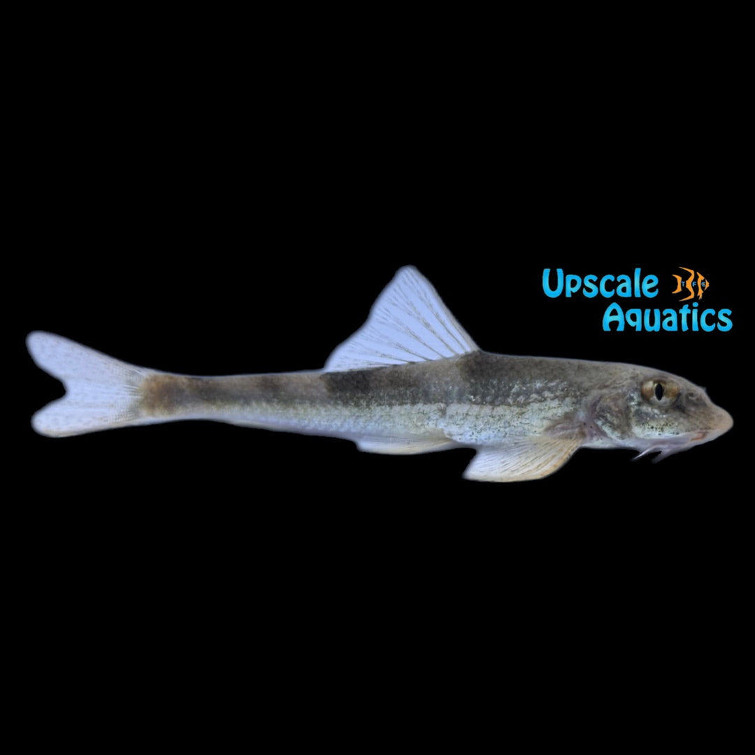 Shark Eye Barb (Gobiobotia tungi)