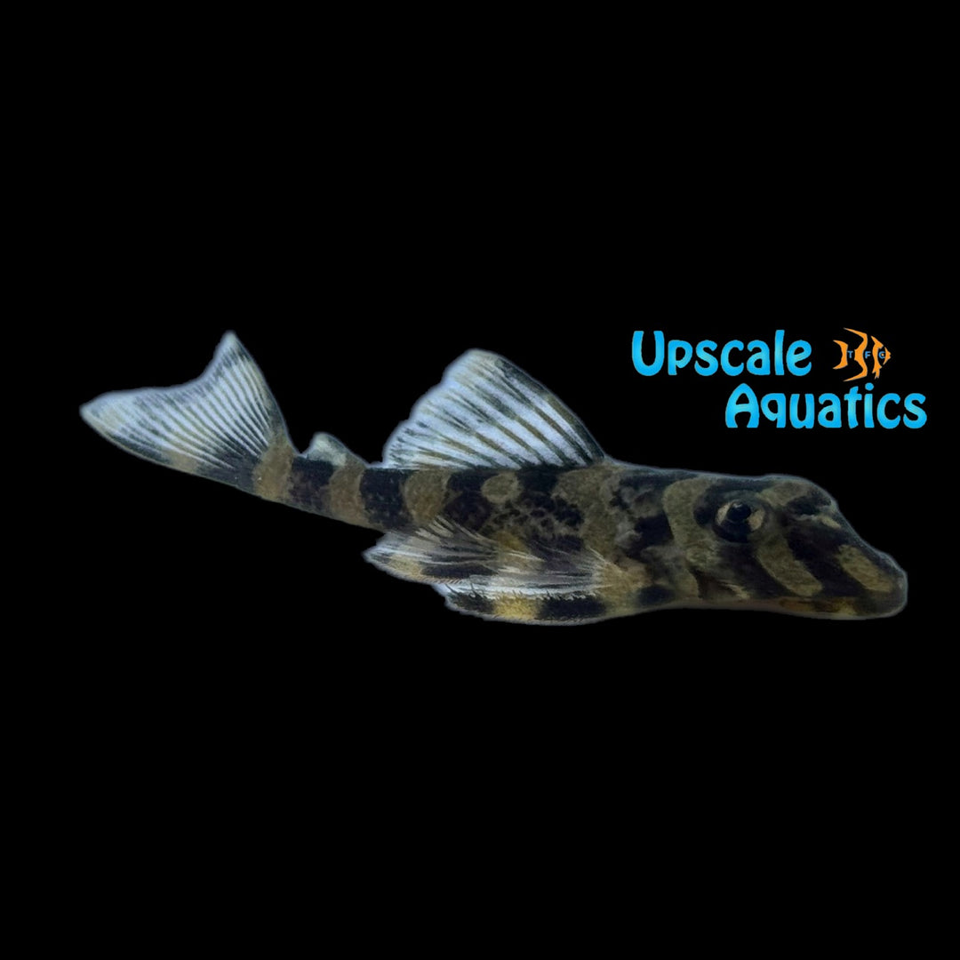 Brazilian Butterfly Pleco L168 (Dekeyseria brachyura L168)
