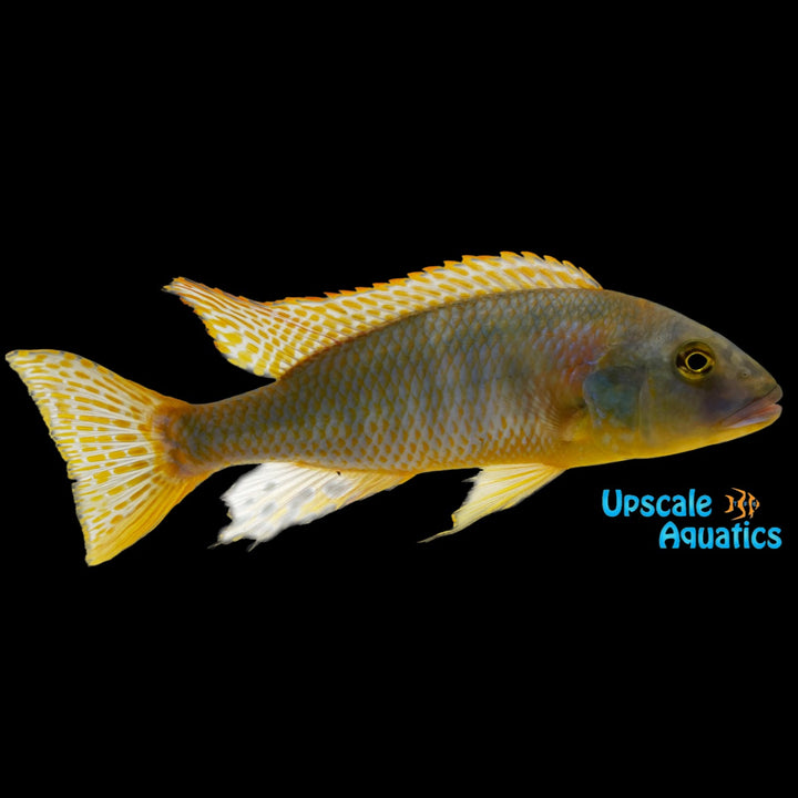 Buccochromis Rhoadesii 'Yellow Lepturus' (Buccochromis rhoadesii)